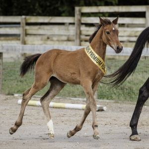 Top Dressage Prospect by Franklin