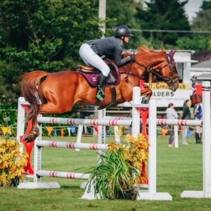 Ideal Junior/Amateur horse 