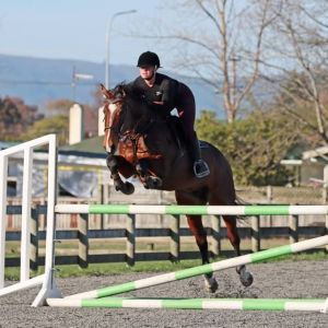 Horse for sale: Kiwi Flute by Kiwi Gunsmoke