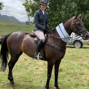 Beautiful Allrounder WB Cross Mare