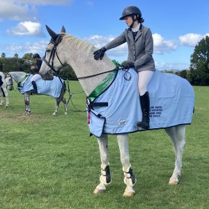 Horse for sale: Showjumping schoolmaster