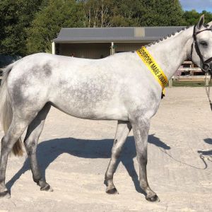 Cornetta PSH – Rare Opportunity to Own a World-Class Mare