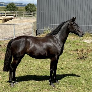 Horse for sale: Outstanding Daminos 2yo Filly