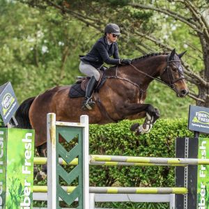 Horse for sale: Competitive jumper “Calypso Xtreme “ 