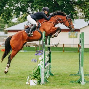 Competitive Young Rider Horse