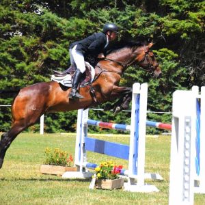 Horse for sale: Dynavyte Cancion HSH 