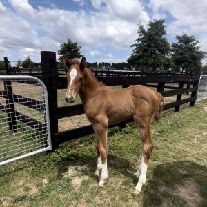 Blingy Filly - avail at weaning