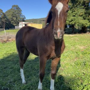 Blingy Purpose Bred Filly
