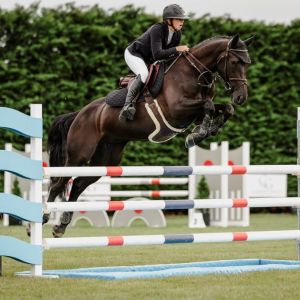 Horse for sale: Stunning And Scopey 6YO 