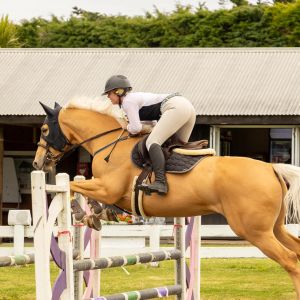 Horse for sale: YOUNG ALL ROUNDER POTENTIAL PLUS 