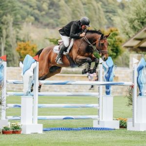 Horse for sale: Competitive Show Jumper