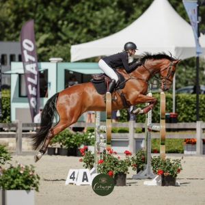 Cartendo *Showjumper or Eventing Prospect