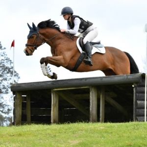 Superb all rounder eventing schoolmaster, suitable first hack