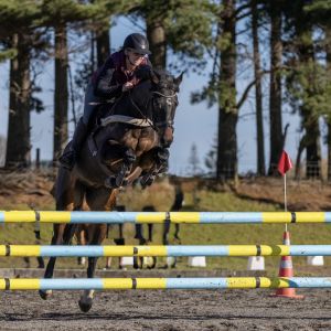 Horse for sale: Quality Competitive Mare