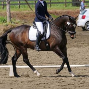 Horse for sale: Ultimate schoolmaster