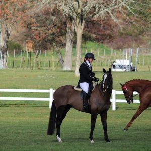Horse for sale: Ranger - Complete Gentleman
