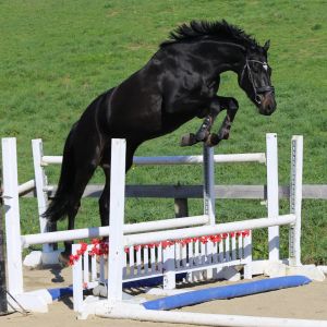 Diarado youngster - Serious prospect 