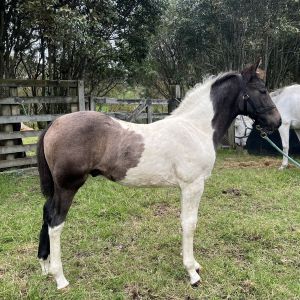 Horse for sale: Stunning Warmblood Colt