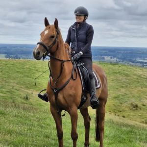 Horse for sale: Beautiful Warmblood x Tb Mare