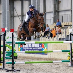 Horse for sale: Powerhouse of every team