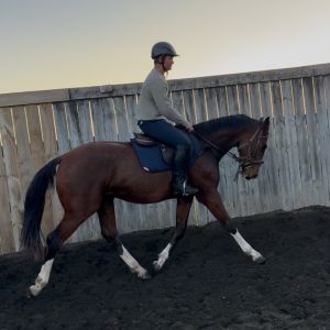 Horse for sale: Stunning warmblood with international quality
