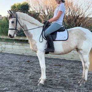 Horse for sale: Exceptional young WB 