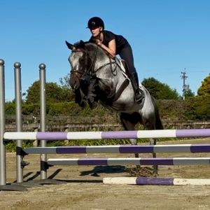 Horse for sale: Talented, Straightforward, Professionally Produced 