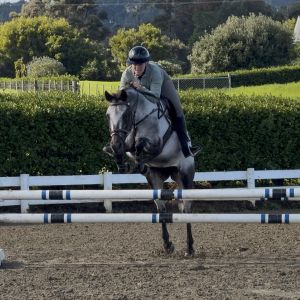 Horse for sale: Talented, Straightforward, Professionally Produced 