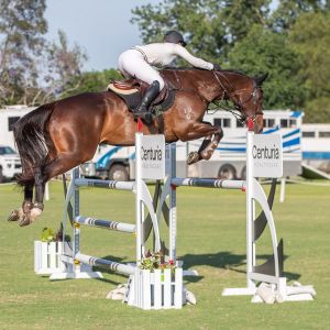 Horse for sale: Talented Scopey Brave Jumper