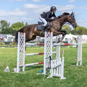 Horse for sale: Genuine Showjumping Schoolmaster