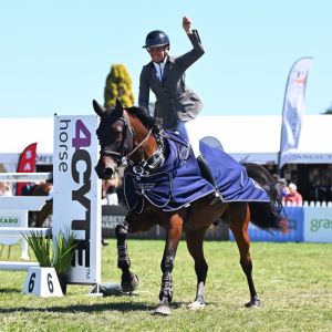 Horse for sale: Current showjumping WINNER of 7 year old of the year 