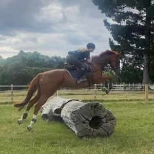 Horse for sale: Genuine Enjoyable TB 