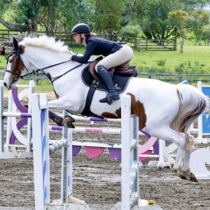 Horse for sale: Ultimate show jumper/All rounder 
