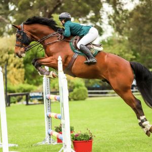 Horse for sale: Maximus Z 