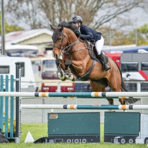 Horse for sale: Maximus Z 