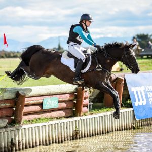 Horse for sale: Ultimate Competitive All rounder 