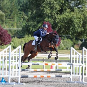 Horse for sale: Schoolmaster - First Hack 