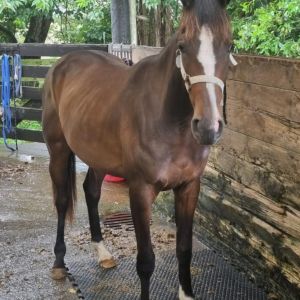 Horse for sale: Warmblood X