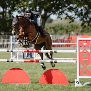 Horse for sale: JNR/AM schoolmaster