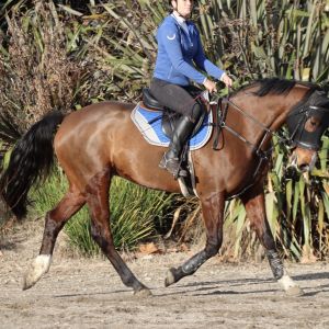 Scopey talented mare ready for the season