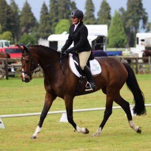 Horse for sale: Level 4 Cross breed