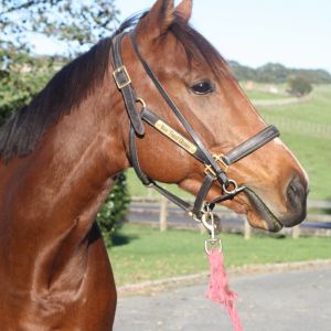Horse for sale: Rising 7yo OTTB Mare