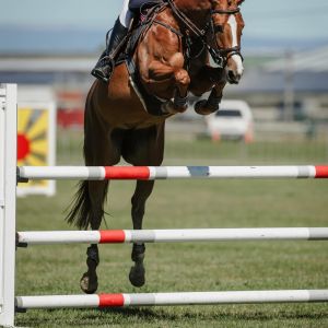 Horse for sale: Competitive Warmblood Mare