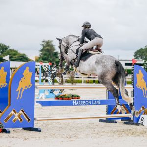 Horse for sale: EB Contigo - 6yo | Serious Talent for Show Jumping or Eventing