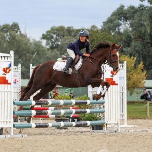 Zazu - NZ Performance bred pony