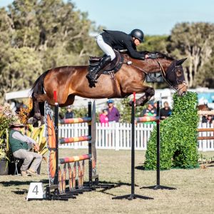 Horse for sale: Grand Prix Showjumper 