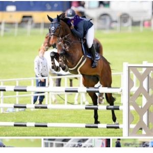 Horse for sale: KIWI EMBRACE SJ Broodmare
