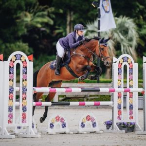 Horse for sale: All round warmblood mare
