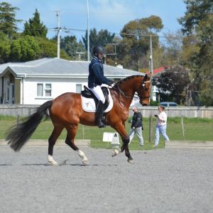 Kind & Versatile Quality Performance Horse