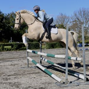 Horse for sale: Armani- great potential and personality